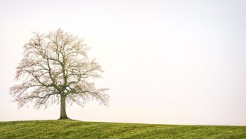 FSC – sprememba podatkov o drevesnih vrstah v skupinah FSC